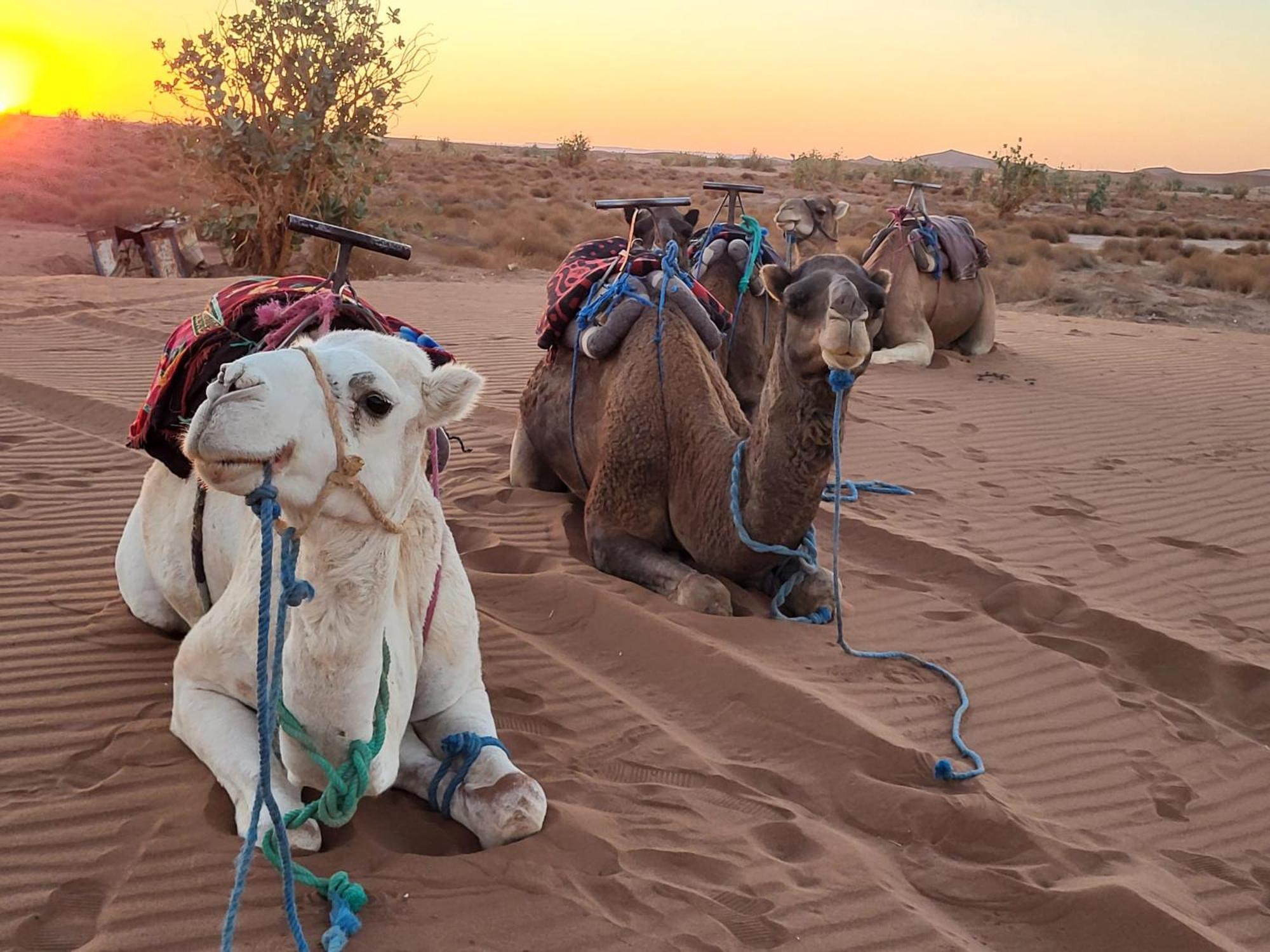 Desert Bivouac Mhamid Zewnętrze zdjęcie